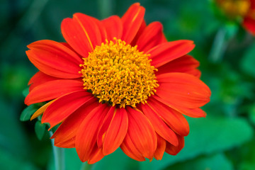 Close up Argyranthemum frutescens red flower