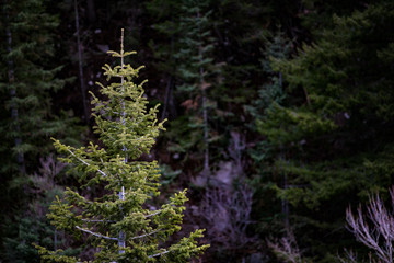 Isolated  in the Forest