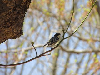 Obraz premium Yellow-rumped Warbler (Myrtle) on a branch.
