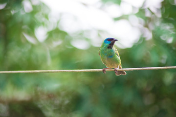 animal bird green blue nature