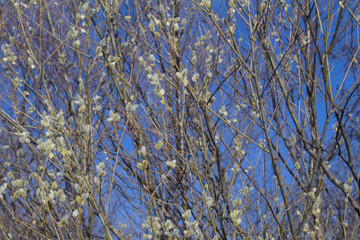 Willow twigs in early spring against the sky. Natural background.
