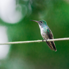 bird blue green nature animal