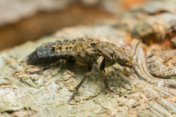 Rove beetle, Ontholestes tessellatus on wood