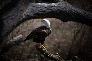 Bald Eagle at the Zoo