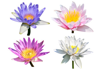 Fototapeta na wymiar Lotus Flower Isolated on White Background