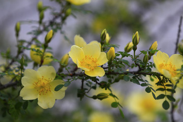 Blooming yellow flowers in the park