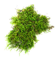Green moss on white background