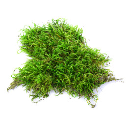 Green moss on white background.