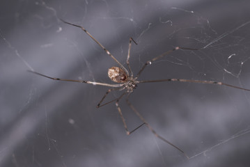 long legged spider