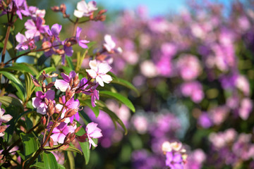 flowers pink nature garden
