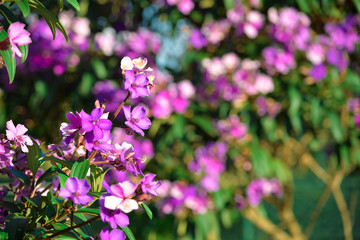 Fototapeta premium flowers pink nature garden