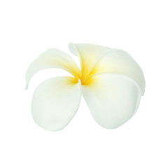 Obraz na płótnie Canvas Frangipani flower isolated on white background.With clipping path.