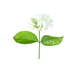 Jasmine Flower isolated on white background with clipping path