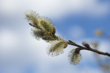 Willow twigs in early spring against the sky. Natural background.