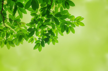 Beautiful Green leaves on white background