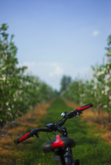 Fototapeta na wymiar A bicycle on a background of flowering trees in the garden. A mountain bike handlebar with a speedometer and a bell with bicycle hand brake
