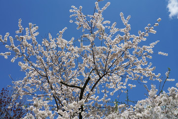 white flower on the tree branch blossom in spring