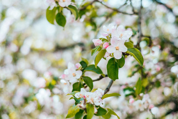 Apple blossom background