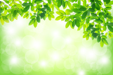 Beautiful Green leaves on white background