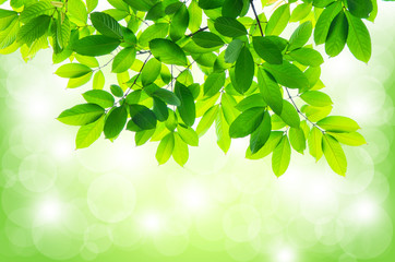 Fototapeta na wymiar Beautiful Green leaves on white background