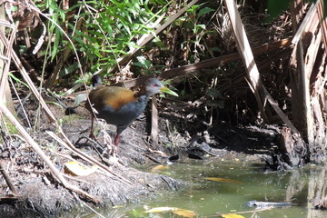 Aves e outros