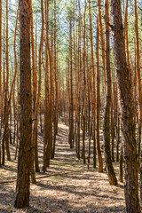 Rows of the tall pine trees in a forest on spring
