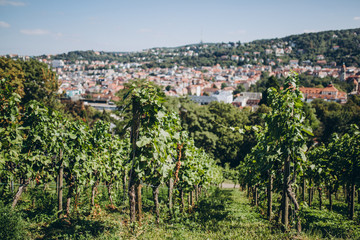 Fototapeta na wymiar Scenic view of arranged green grapes plantations, stuttgart, germany