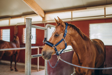 Fototapeta premium selective focus of beautiful brown horse with rig in stable, stuttgart, germany
