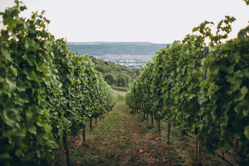 Fototapeta na wymiar Scenic view of arranged green grapes plantations, stuttgart, germany