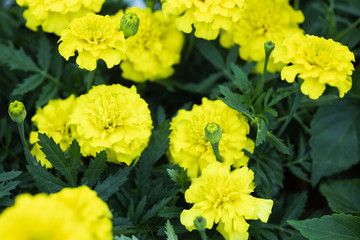 Yellow flowers Tagetes.