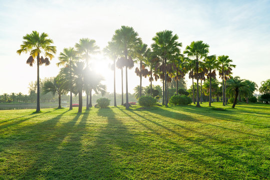 Beautiful landscape in park with palm tree and green grass field at morning.