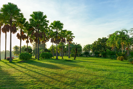 Beautiful landscape in park with palm tree and green grass field at morning.