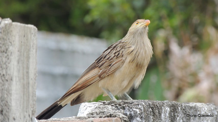 Aves e outros