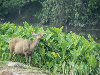Elk is in Lamtaklong, Khaoyai, Thailand © Sujin