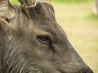 Elk is in Lamtaklong, Khaoyai, Thailand