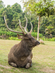Naklejka na ściany i meble Elk is in Lamtaklong, Khaoyai, Thailand