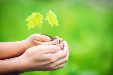 Adult and child holding little green plant in hands. Ecology concept