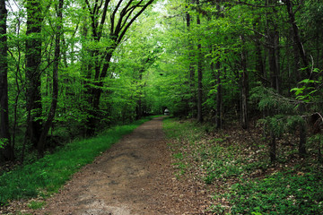 Obraz premium Forest trails by waterfall