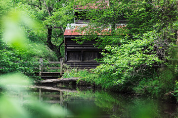 Fototapeta na wymiar house in the forest
