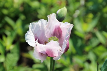 Poppy, Devonian Botanical Gardens, Devon, Alberta