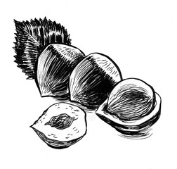 Bunch of hazelnuts. Ink black and white drawing
