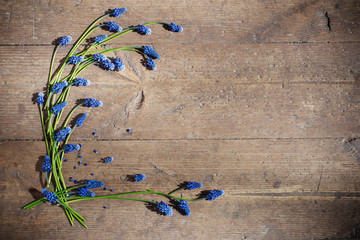 muscari flowers on old wooden background