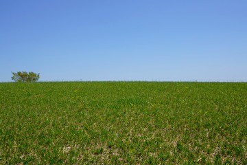 熊本県の阿蘇山　5月の阿蘇高原の風景