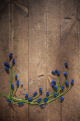 muscari flowers on old wooden background