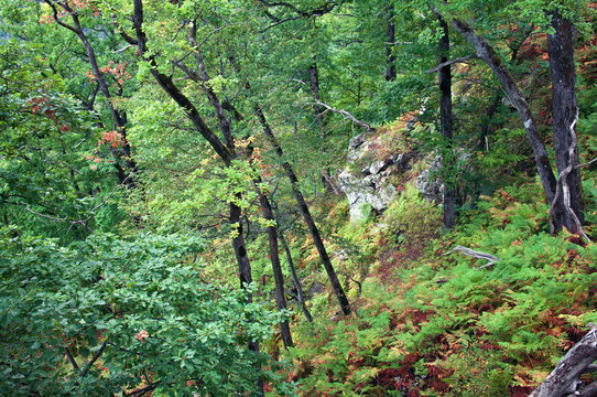 Осенний лес на Кавказе,Краснодарский край, Россия
