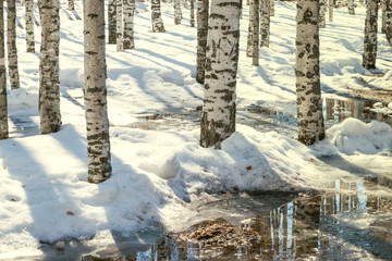 Trunks of birch trees in the sunlight on a background of melting snow and puddles, streams, spring...