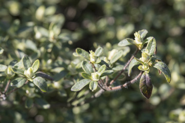 Rolled on rhododendron bushes.