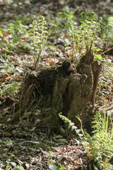 Emerging leaf of fern on stump.