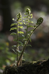 Emerging leaf of fern on stump.