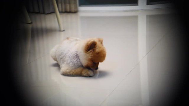 small pomeranian dog cute pets, scene used lens of vignette film